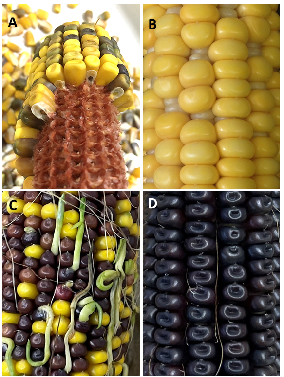  Mutanti del seme in mais. Varianti in singoli geni mendeliani alterano lo sviluppo del seme (A, B), causano viviparia (C) e determinano accumulo di pigmenti antociani (D). 

 