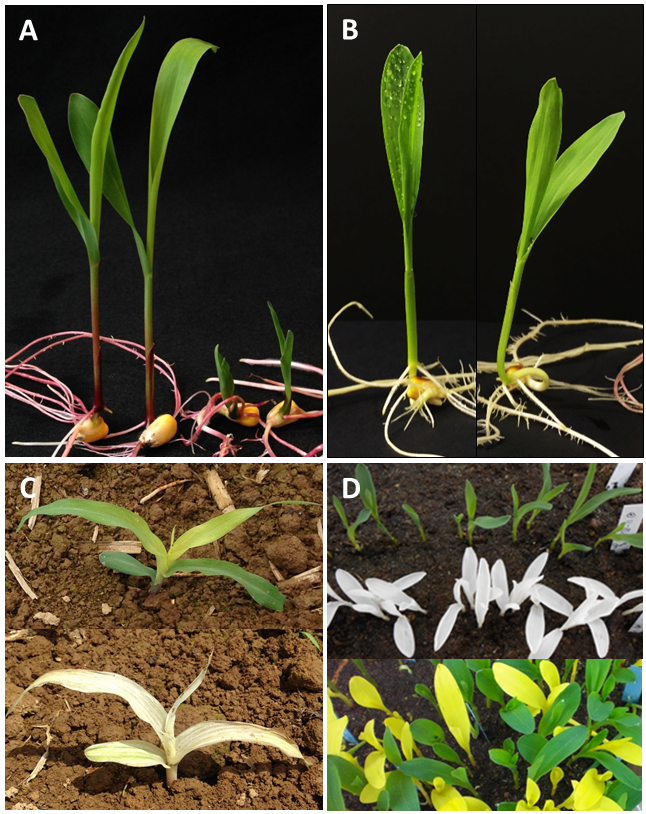 Mutanti della plantula - Variazioni nella statura (A), deposizione della cuticola (B) e nella sintesi dei pigmenti fotosintetici (C, D, E) sono visibili a stati precoci di crescita. 